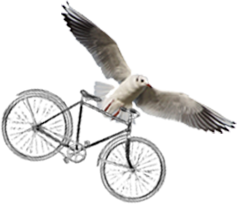 Seagull